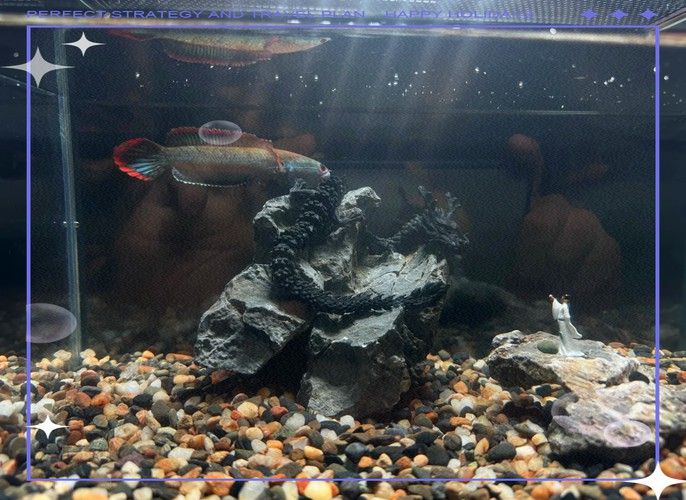 星點雷龍魚圖片