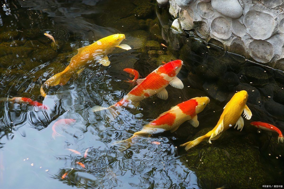 金龍魚早上喂好還是晚上喂好