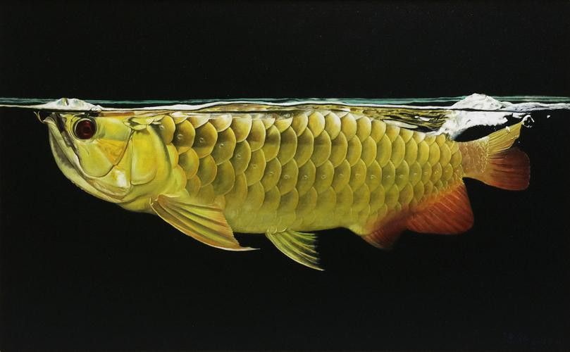 哪種方法保存龍魚最有效？