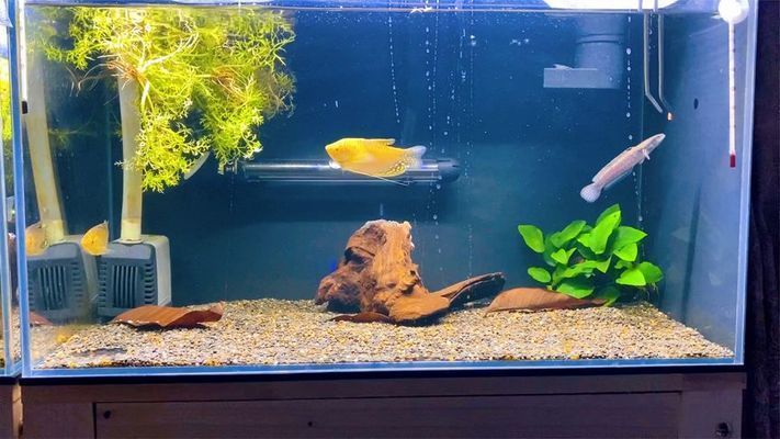 雷龍魚跳躍行為的心理分析：雷龍魚的跳躍行為是由多種因素引起雷龍魚的跳躍行為 雷龍魚跳躍行為的心理分析：雷龍魚的跳躍行為是由多種因素引起雷龍魚的跳躍行為 龍魚百科 第5張