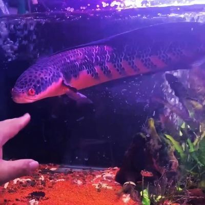 雷龍魚跳躍行為的心理分析：雷龍魚的跳躍行為是由多種因素引起雷龍魚的跳躍行為 雷龍魚跳躍行為的心理分析：雷龍魚的跳躍行為是由多種因素引起雷龍魚的跳躍行為 龍魚百科 第3張