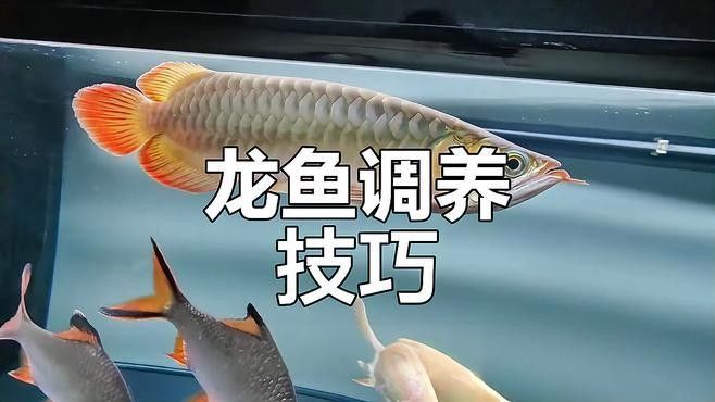 龍魚怎么養(yǎng)殖的好 龍魚怎么養(yǎng)殖的好 龍魚百科 第2張