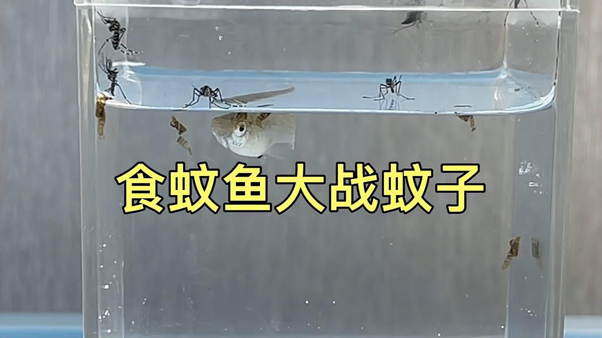 龍魚飼料魚怎么處理干凈圖片