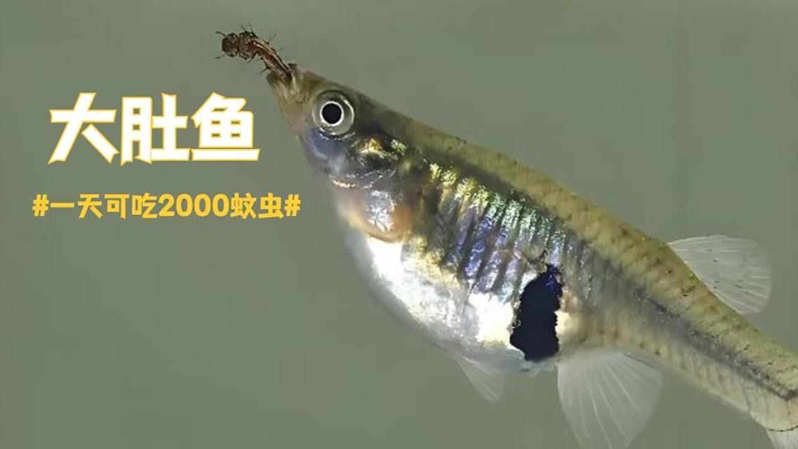 龍魚飼料魚怎么處理干凈圖片