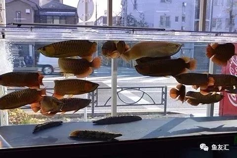 大寧小龍魚育華幼兒園官網