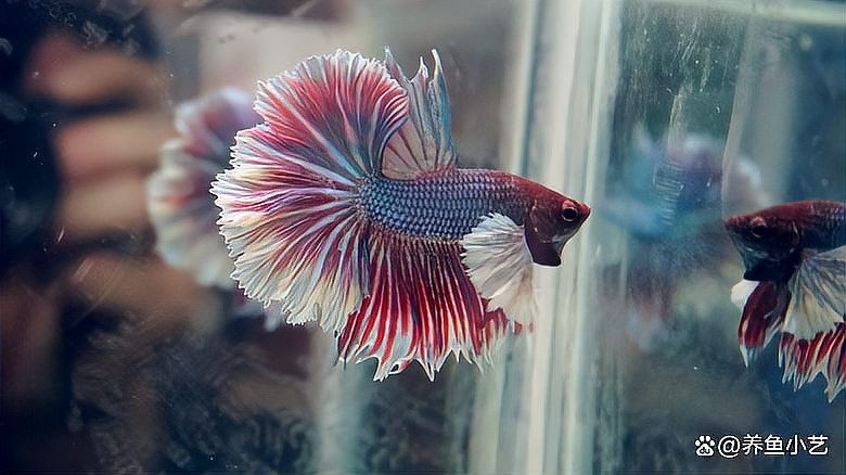 雷龍魚有肺嗎
