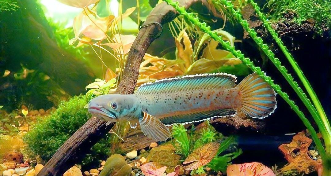 雷龍魚有肺嗎