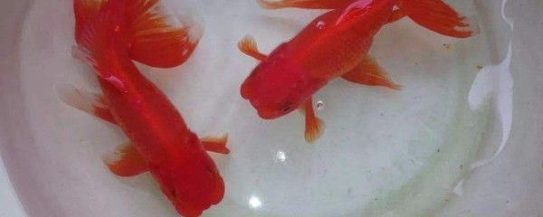 紅龍魚銀龍魚地圖魚能混養(yǎng)嗎：混養(yǎng)紅龍魚、銀龍魚、地圖魚需要注意以下幾個(gè)方面