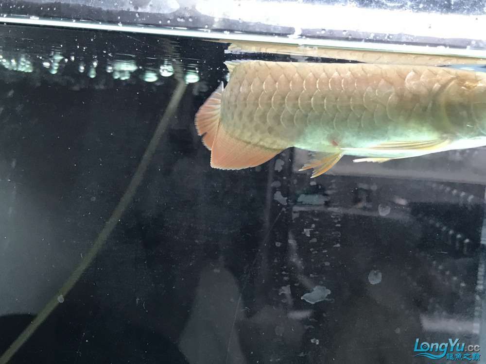 龍魚尾鰭開裂（龍魚尾部開裂怎么辦）