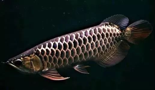 龍魚寄生蟲多久會(huì)死？