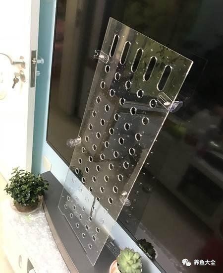龍魚寄生蟲多久會(huì)死？