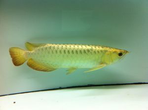 龍魚里的芯片自己能查嗎:如何辨別龍魚芯片的真偽 龍魚百科 第5張 龍魚里的芯片自己能查嗎:如何辨別龍魚芯片的真偽 龍魚里的芯片自己能查嗎:如何辨別龍魚芯片的真偽 龍魚百科 第5張