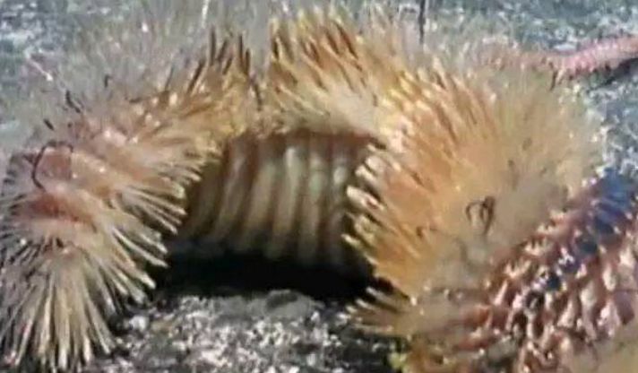 龍魚尾巴根部斷了怎么辦：龍魚尾巴斷了怎么辦