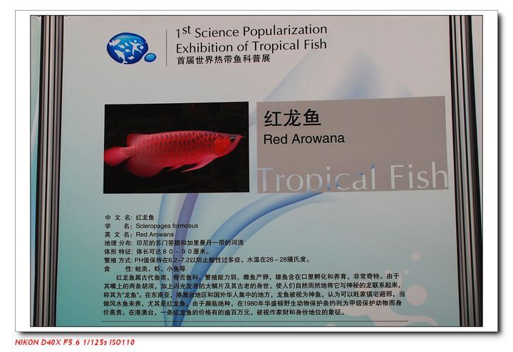 天津紅龍魚（天津地區(qū)的紅龍魚價(jià)格因品種和品相而異，紅龍魚價(jià)格走勢）