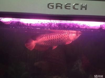 天津紅龍魚（天津地區(qū)的紅龍魚價(jià)格因品種和品相而異，紅龍魚價(jià)格走勢）