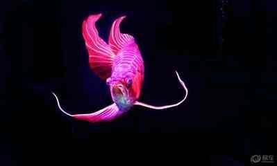 天津紅龍魚(yú)（天津地區(qū)的紅龍魚(yú)價(jià)格因品種和品相而異，紅龍魚(yú)價(jià)格走勢(shì)）