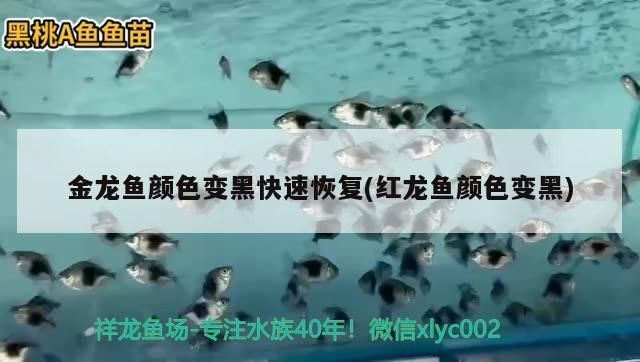 龍魚褪色怎么才能恢復快，如何幫助龍魚快速恢復顏色