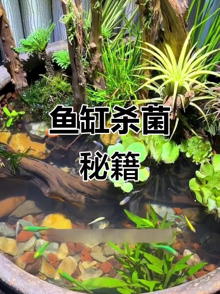 龍魚撞缸后如何消毒魚缸？ 龍魚撞缸后如何消毒魚缸？ 龍魚百科 第2張