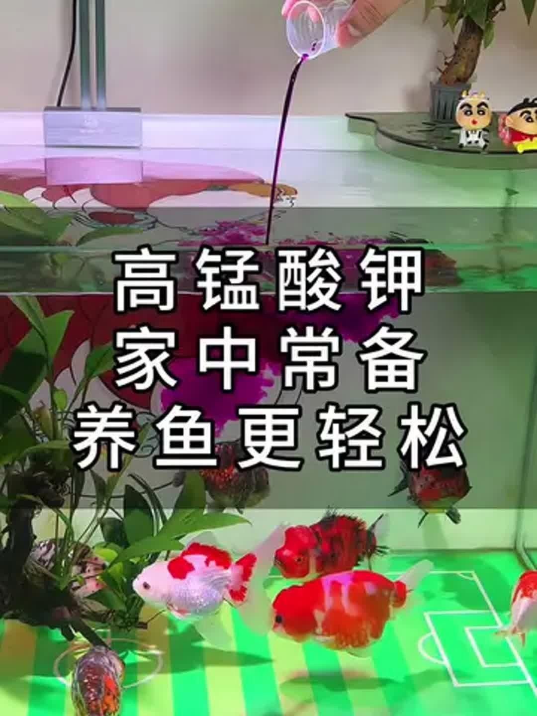 龍魚撞缸后如何消毒魚缸？ 龍魚撞缸后如何消毒魚缸？ 龍魚百科 第1張