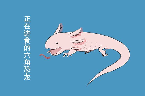 六角恐龍魚容易死嗎（六角恐龍魚不容易死，它們對環(huán)境的要求并不高） 六角恐龍魚容易死嗎（六角恐龍魚不容易死，它們對環(huán)境的要求并不高） 龍魚百科 第4張