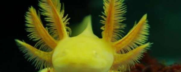 六角恐龍魚容易死嗎（六角恐龍魚不容易死，它們對環(huán)境的要求并不高） 六角恐龍魚容易死嗎（六角恐龍魚不容易死，它們對環(huán)境的要求并不高） 龍魚百科 第2張