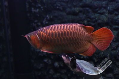 最大的紅龍魚有多大：世界上最大的紅龍魚體長可以達到80到100厘米之間
