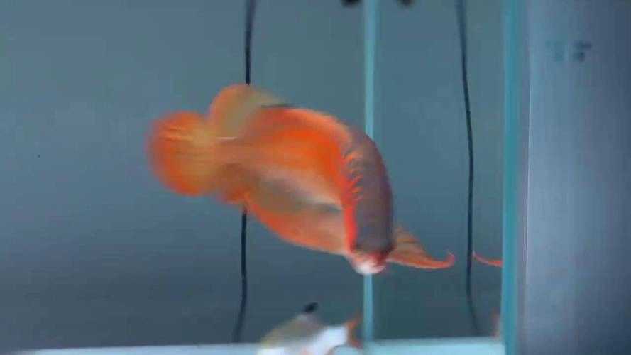 神龍魚圖片大全高清 神龍魚圖片大全高清 龍魚百科 第7張