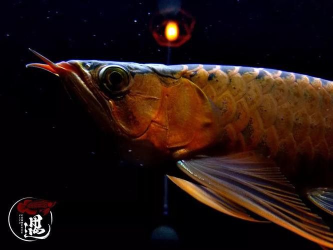 神龍魚圖片大全高清 神龍魚圖片大全高清 龍魚百科 第4張