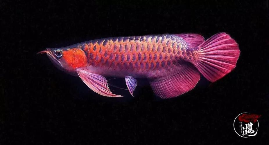 神龍魚圖片大全高清 神龍魚圖片大全高清 龍魚百科 第9張