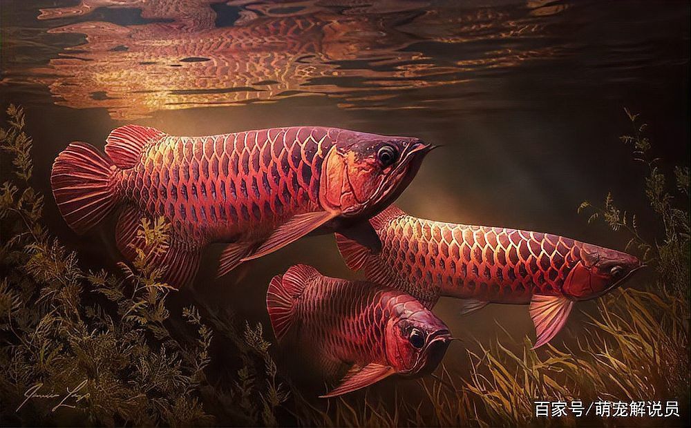 神龍魚圖片大全高清 神龍魚圖片大全高清 龍魚百科 第28張