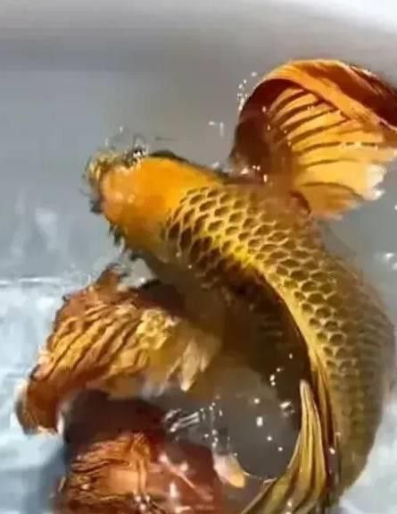 神龍魚圖片大全高清 神龍魚圖片大全高清 龍魚百科 第27張