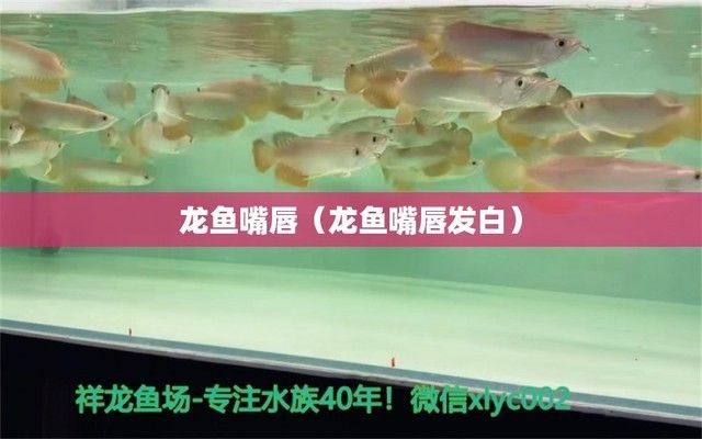 龍魚嘴巴一張一合什么原因：龍魚嘴巴一張一合的原因