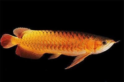 雪龍魚營養價值分析報告：雪龍魚營養價值分析報告旨在深入分析雪龍魚的營養價值及其對人體健康的影響 雪龍魚營養價值分析報告：雪龍魚營養價值分析報告旨在深入分析雪龍魚的營養價值及其對人體健康的影響 龍魚百科 第4張
