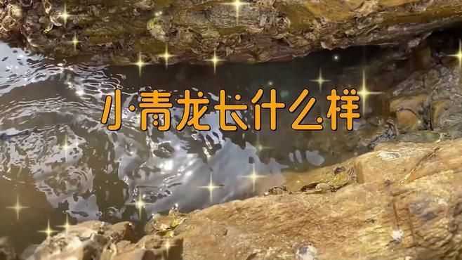 龍蝦和小青龍的區別