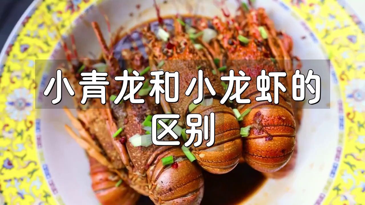 龍蝦和小青龍的區別