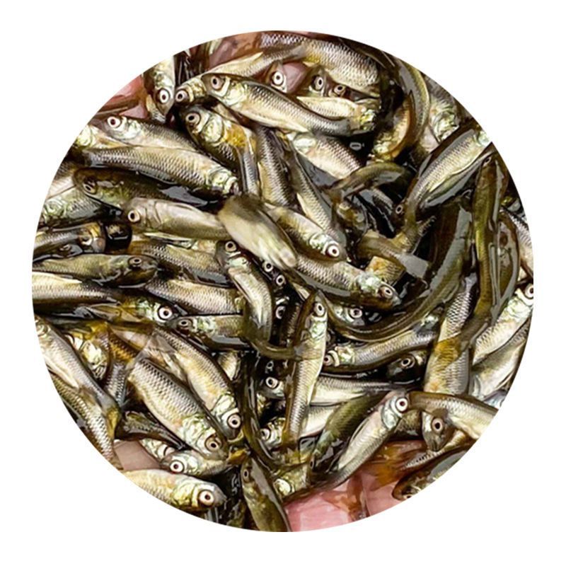 龍魚改口麥穗魚（如何為龍魚改口麥穗魚提供適宜的繁殖環境）