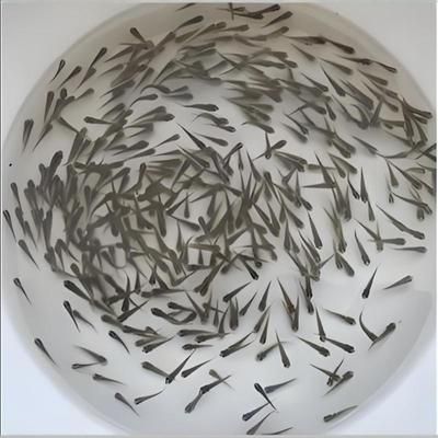 龍魚改口麥穗魚（如何為龍魚改口麥穗魚提供適宜的繁殖環境）