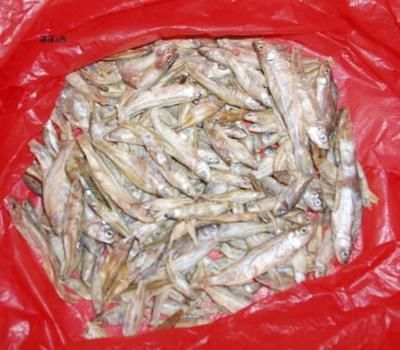 龍魚改口麥穗魚（如何為龍魚改口麥穗魚提供適宜的繁殖環境）