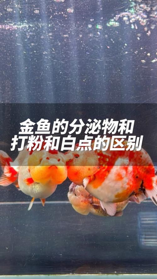 金龍魚起白點(diǎn)