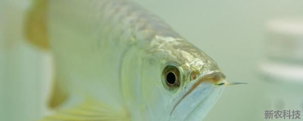 龍魚總撞魚缸是咋了回事：魚缸里的魚總是撞魚缸是怎么回事？