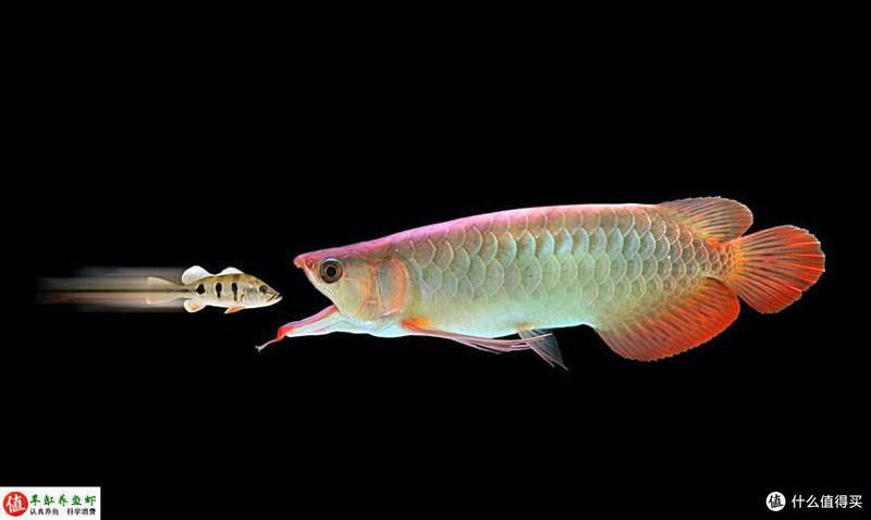 恐龍魚不吃飼料能活多久呀視頻