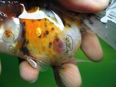 龍魚頭上有很多小黑點：龍魚頭部出現小黑點可能是頭洞癥的前期癥狀，可能是頭洞癥的前期癥狀