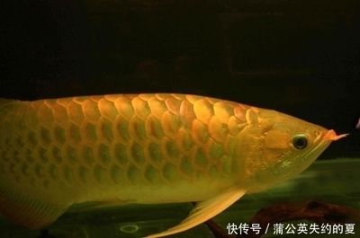 比金龍魚還貴的魚都有哪些？：比金龍魚還貴的魚主要有以下幾種