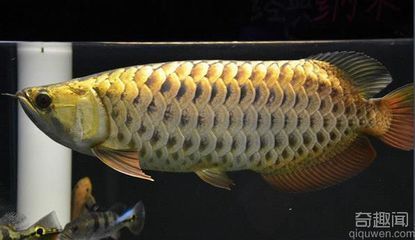 比金龍魚還貴的魚都有哪些？：比金龍魚還貴的魚主要有以下幾種