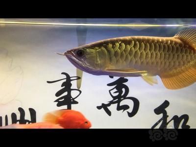 寶石金龍魚和高背金龍魚區別(寶石金龍魚和高背金龍魚在多個方面存在明顯的區別) 龍魚百科 第3張 寶石金龍魚和高背金龍魚區別(寶石金龍魚和高背金龍魚在多個方面存在明顯的區別) 寶石金龍魚和高背金龍魚區別(寶石金龍魚和高背金龍魚在多個方面存在明顯的區別) 龍魚百科 第3張