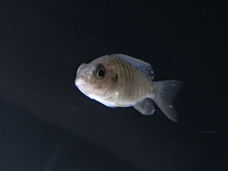 求助這魚得了什么病？