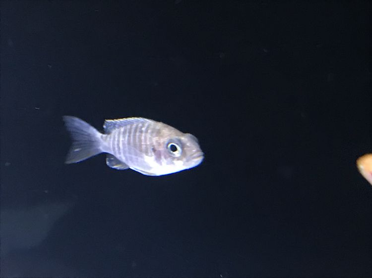 求助這魚得了什么病？