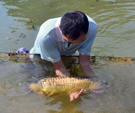 金龍魚運輸后翻肚皮會死嗎：金龍魚運輸后翻肚皮會死嗎金龍魚運輸后會死嗎 金龍魚運輸后翻肚皮會死嗎：金龍魚運輸后翻肚皮會死嗎金龍魚運輸后會死嗎 龍魚百科 第3張