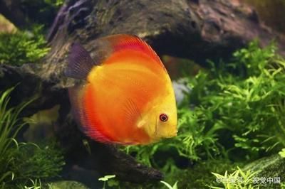 黃金龍魚價格走勢圖表最新（阿里巴巴等電商平臺持續更新著黃金龍魚價格走勢圖表）