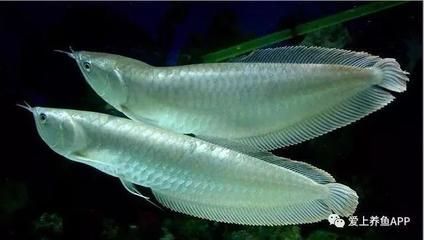 家里抓的蟑螂可以給龍魚吃嗎：喂龍魚吃蟑螂可以嗎